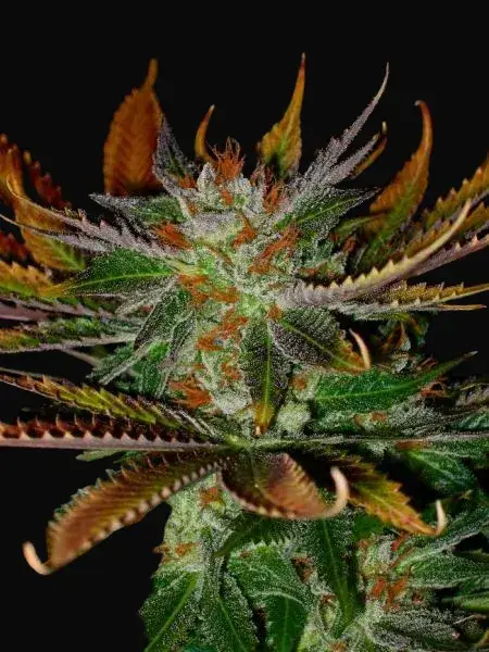 Early Skunk