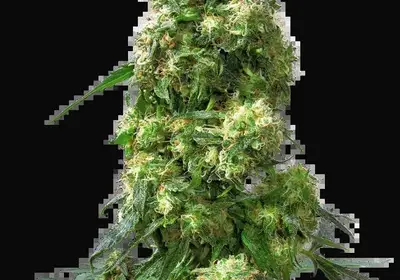 Early Skunk Regular