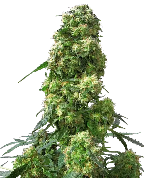 Early Skunk Regular