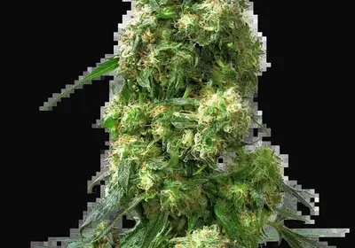 Early Skunk