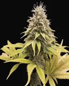 Early Thai Skunk
