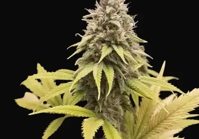 Early Thai Skunk
