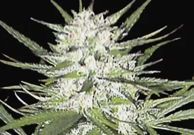 Early Top Skunk