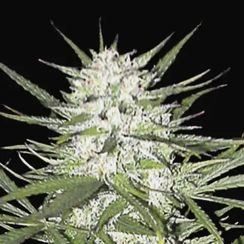 Early Top Skunk