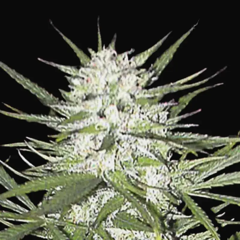 Early Top Skunk