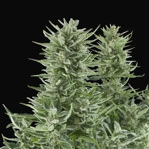 Easy Bud — zdjęcie 7