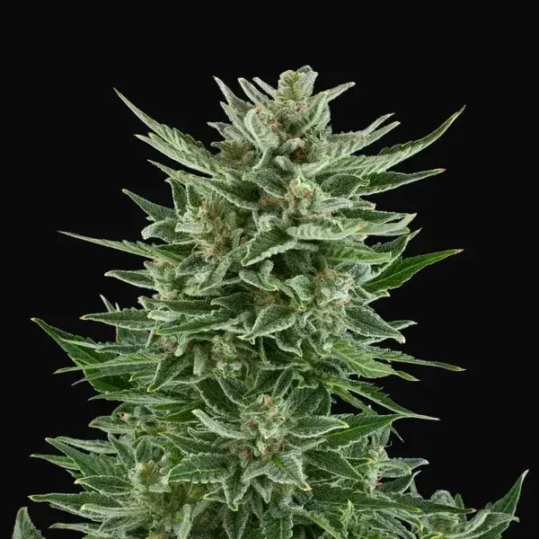Easy Bud — zdjęcie 8