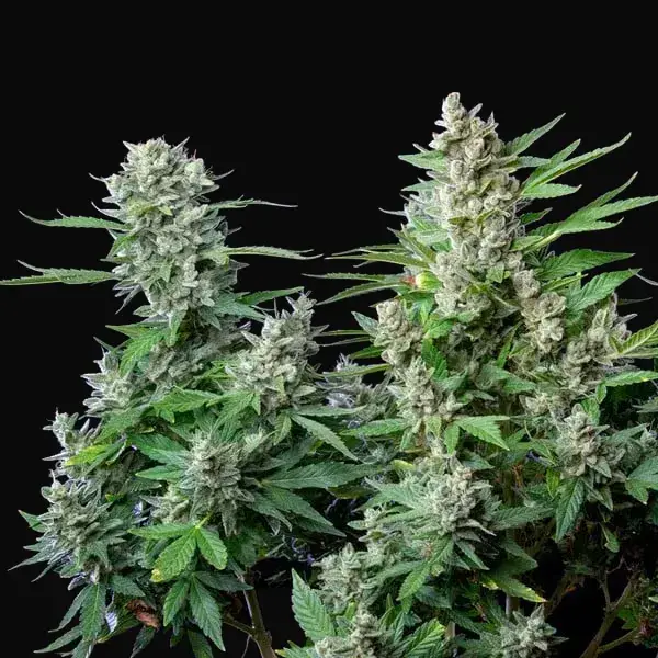 Easy Bud — zdjęcie 9