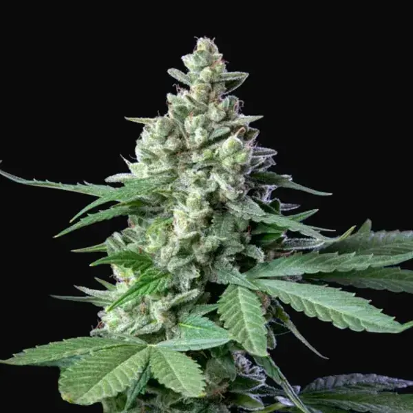 Easy Bud — zdjęcie 5