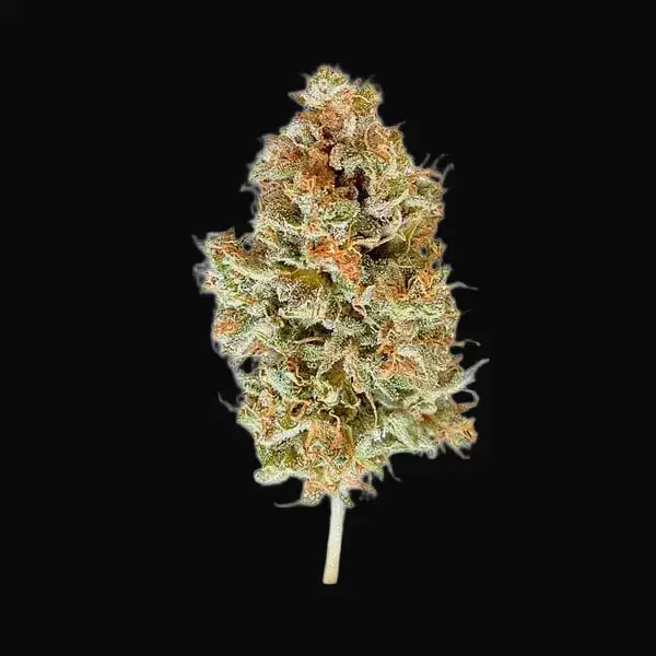 Easy Bud — zdjęcie 4