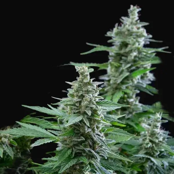 Easy Bud — zdjęcie 2