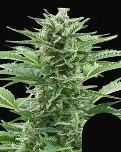 Easy Bud