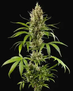 Easy Haze