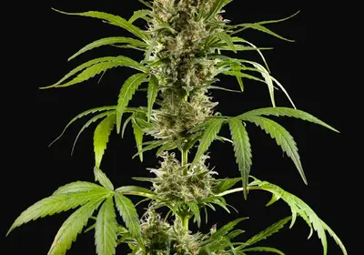 Easy Haze