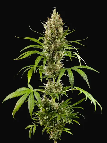 Easy Haze