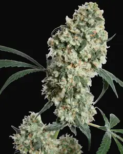 Ed Rosenthal Super Bud Regular