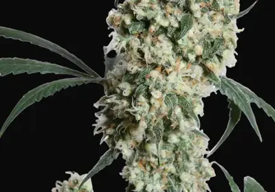 Ed Rosenthal Super Bud Regular