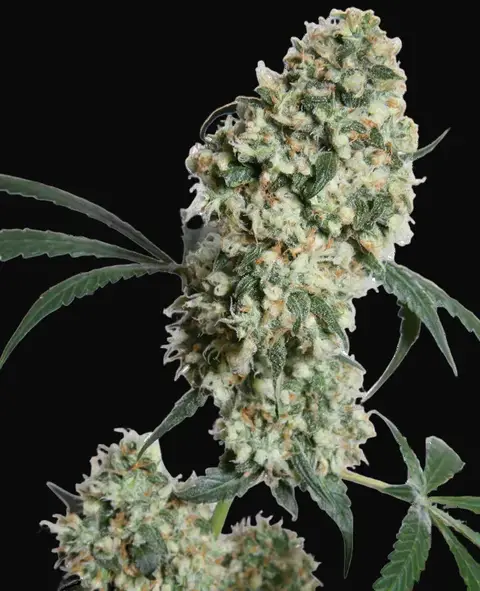 Ed Rosenthal Super Bud Regular