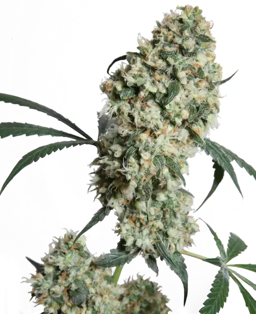 Ed Rosenthal Super Bud Regular