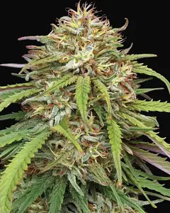 Ed Rosenthal's Super High Life