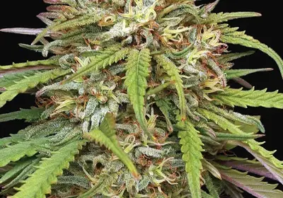 Ed Rosenthal's Super High Life
