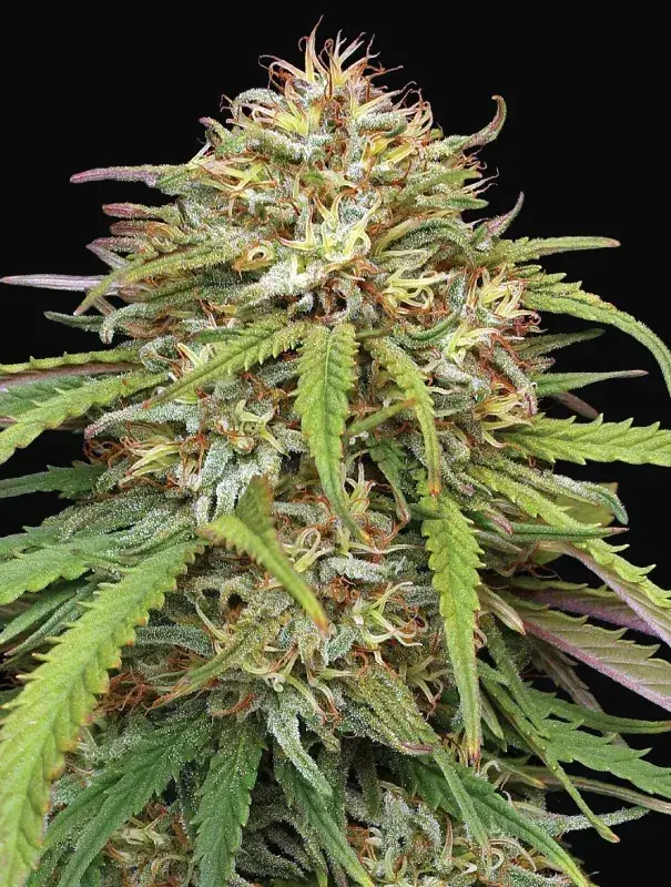 Ed Rosenthal's Super High Life