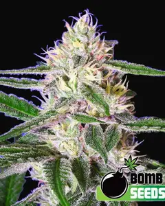 Edam Bomb