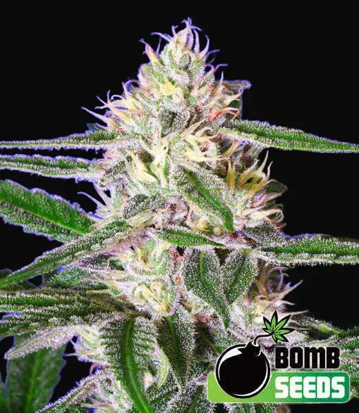 Edam Bomb
