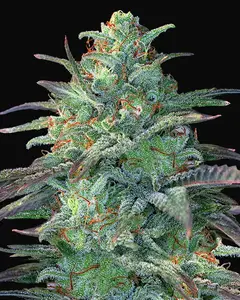Eggnog OG