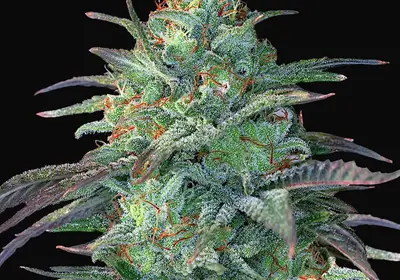 Eggnog OG