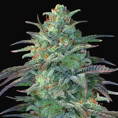 Eggnog OG