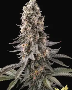 El Dorado OG