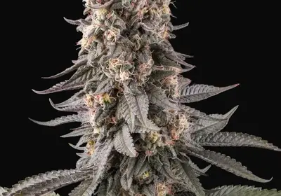 El Dorado OG