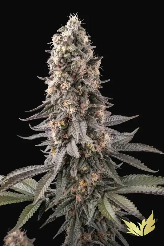 El Dorado OG
