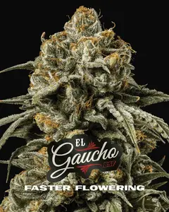 El Gaucho