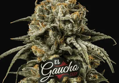 El Gaucho