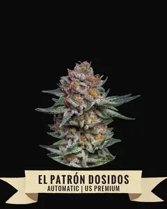 El Patrón Dosidos Auto