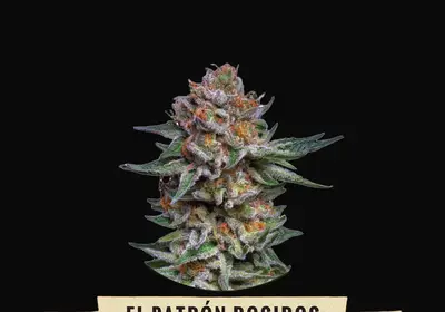 El Patrón Dosidos Auto