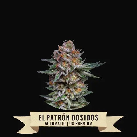 El Patrón Dosidos Auto
