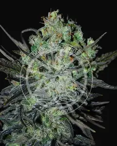 Eleven Roses Auto