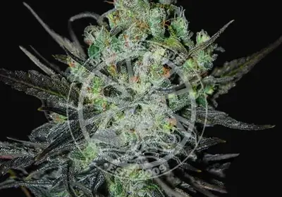 Eleven Roses Auto