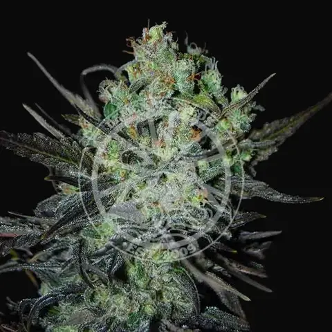 Eleven Roses Auto