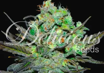 Eleven Roses
