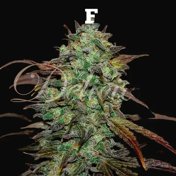 Eleven Roses - Early Version