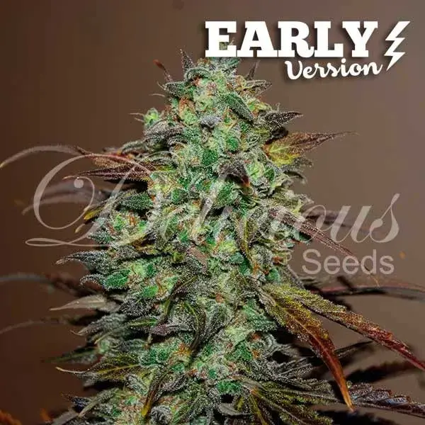 Eleven Roses - Early Version
