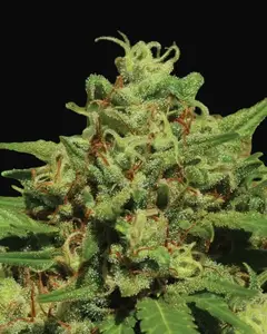 Emerald Fire OG Auto