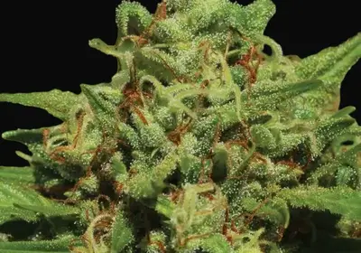 Emerald Fire OG Auto