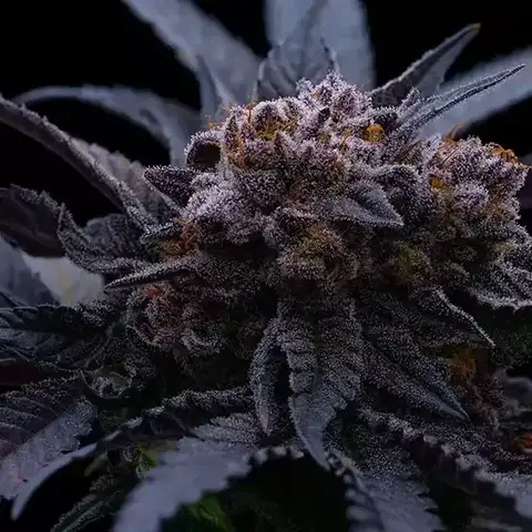 End Game RBX The Punch Line