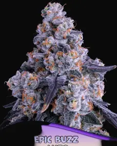 Epic Buzz Auto
