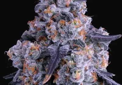 Epic Buzz Auto